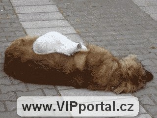 Bílá kočka spí na velkém psovi