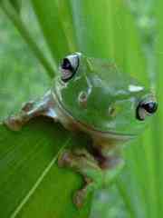 Zelená žába