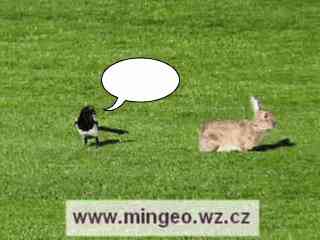 Straka a zajíc
